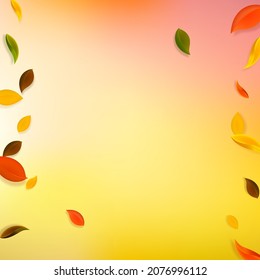 Falling autumn leaves. Red, yellow, green, brown chaotic leaves flying. Borders colorful foliage on flawless white background. Bold back to school sale.