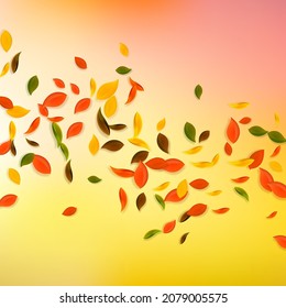 Falling autumn leaves. Red, yellow, green, brown chaotic leaves flying. Falling rain colorful foliage on divine white background. Breathtaking back to school sale.