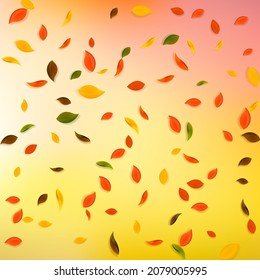 Falling autumn leaves. Red, yellow, green, brown chaotic leaves flying. Falling rain colorful foliage on alluring white background. Breathtaking back to school sale.