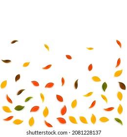 Falling autumn leaves. Red, yellow, green, brown random leaves flying. Falling rain colorful foliage on likable sunset background. Breathtaking back to school sale.