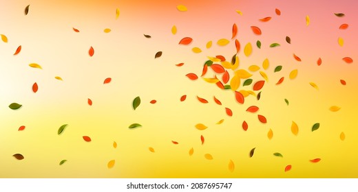 Falling autumn leaves. Red, yellow, green, brown chaotic leaves flying. Explosion colorful foliage on fascinating sunset background. Captivating back to school sale.