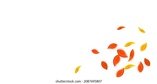 Falling autumn leaves. Red, yellow, green, brown neat leaves flying. Explosion colorful foliage on ecstatic white background. Captivating back to school sale.