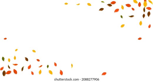 Falling autumn leaves. Red, yellow, green, brown chaotic leaves flying. Corners colorful foliage on awesome white background. Captivating back to school sale.