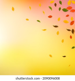Falling autumn leaves. Red, yellow, green, brown chaotic leaves flying. Corner colorful foliage on original white background. Bold back to school sale.