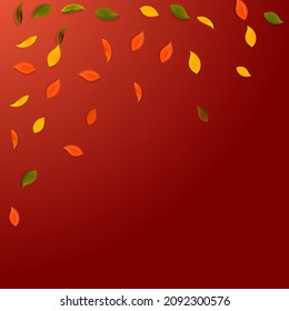 Falling autumn leaves. Red, yellow, green, brown random leaves flying. Falling rain colorful foliage on uncommon red background. Bold back to school sale.