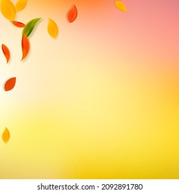 Falling autumn leaves. Red, yellow, green, brown chaotic leaves flying. Corner colorful foliage on mind-blowing white background. Attractive back to school sale.