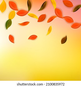 Falling autumn leaves. Red, yellow, green, brown neat leaves flying. Gradient colorful foliage on exceptional white background. Awesome back to school sale.