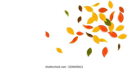 Falling autumn leaves. Red, yellow, green, brown neat leaves flying. Explosion colorful foliage on comely white background. Captivating back to school sale.