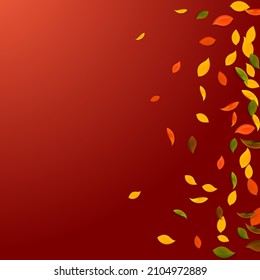 Falling autumn leaves. Red, yellow, green, brown chaotic leaves flying. Gradient colorful foliage on pleasant red background. Breathtaking back to school sale.