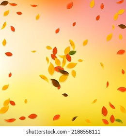 Falling autumn leaves. Red, yellow, green, brown chaotic leaves flying. Explosion colorful foliage on alluring white background. Authentic back to school sale.