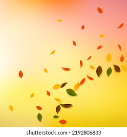 Falling autumn leaves. Red, yellow, green, brown chaotic leaves flying. Corner colorful foliage on good-looking white background. Bold back to school sale.