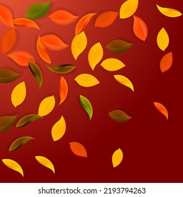 Falling autumn leaves. Red, yellow, green, brown neat leaves flying. Gradient colorful foliage on captivating red background. Awesome back to school sale.