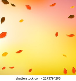 Falling autumn leaves. Red, yellow, green, brown chaotic leaves flying. Vignette colorful foliage on delightful white background. Brilliant back to school sale.