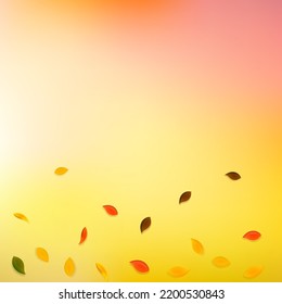 Caer hojas de otoño. Hojas rojas, amarillas, verdes, marrones al azar volando. Follaje coloreado degradado sobre fondo blanco radiante. Increíble de vuelta a la venta escolar.