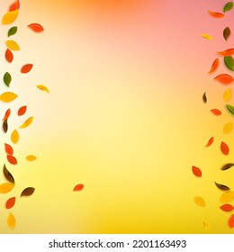 Falling autumn leaves. Red, yellow, green, brown chaotic leaves flying. Borders colorful foliage on good-looking white background. Attractive back to school sale.