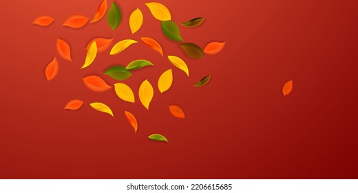 Falling autumn leaves. Red, yellow, green, brown neat leaves flying. Explosion colorful foliage on decent red background. Beauteous back to school sale.