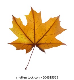 Falling autumn maple leaf on white, detailed and textured, vector illustration.