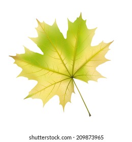 Falling autumn maple leaf on white, detailed and textured, vector illustration.
