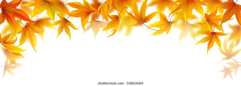 Falling autumn maple leaves on white background