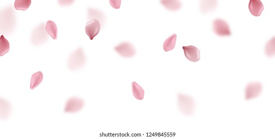 Falling cherry blossom petals. Isolated on white. Vector