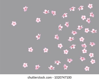Falling Down Cherry Blossom, Realistic Vector Background. Japanese Sakura Modern Romantic Illustration. Wedding Decoration, Falling Down Cherry Blossom, Love Magic Design. Showering Blooming Sakura.