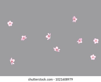 Falling Down Cherry Blossom, Realistic Vector Background. Beautiful Sakura Soft Romantic Illustration. Wedding Decoration, Flying Pink Cherry Blossom, Love Magic Design. Showering Isolated Flowers