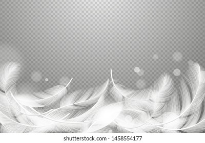 Falling feathers vector. Realistic floating white feathers isolated on transparent background. Soft feather and smooth light softness plumage illustration