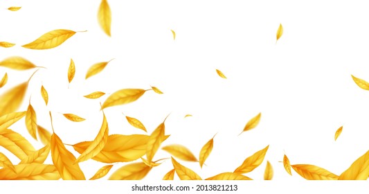 Falling Flying Autumn Leaves Background. Realistic Autumn Yellow Leaf Isolated On White Background. Fall Sale Background. Vector Illustration EPS10