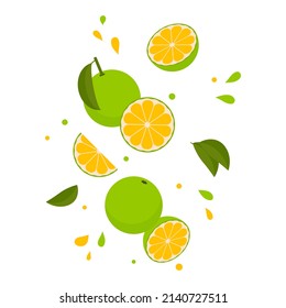 falling green grapefruits, Sweetie, vector illustration. fruit levitation. flying citrus fruits on a white background.