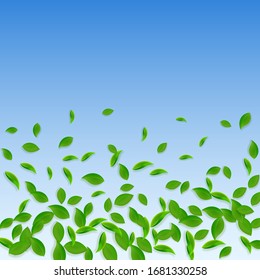 Cae hojas verdes. Salsas caóticas de té fresco volando. Follaje de primavera bailando sobre fondo azul del cielo. Plantilla de superposición de verano aceptable. Ilustración vectorial de venta de resorte inmaculada.