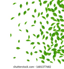 Falling green leaves. Fresh tea chaotic leaves flying. Spring foliage dancing on white background. Alive summer overlay template. Exceptional spring sale vector illustration.