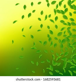 Falling green leaves. Fresh tea chaotic leaves flying. Spring foliage dancing on yellow green background. Alive summer overlay template. Exotic spring sale vector illustration.