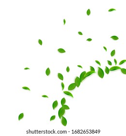 Fallende grüne Blätter. Frische Tee-Chaos-Blätter fliegen. Frühlingsblümchen tanzen auf weißem Hintergrund. Aktuelle Sommerüberlagerungsvorlage. Ekstatischer Frühjahrsverkauf Vektorillustration Illustration.