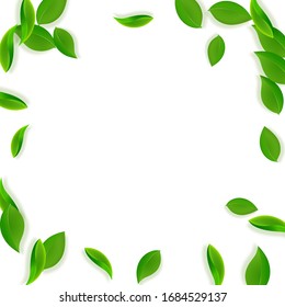 Falling green leaves. Fresh tea neat leaves flying. Spring foliage dancing on white background. Alluring summer overlay template. Graceful spring sale vector illustration.