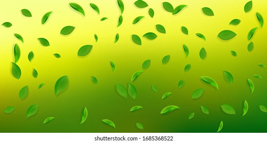 Cae hojas verdes. Salsas caóticas de té fresco volando. Follaje de primavera bailando sobre fondo blanco. Increíble plantilla de superposición de verano. Agradable ilustración vectorial de venta primaveral.