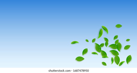 Falling green leaves. Fresh tea chaotic leaves flying. Spring foliage dancing on blue sky background. Alluring summer overlay template. Wonderful spring sale vector illustration.