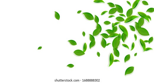 Falling green leaves. Fresh tea chaotic leaves flying. Spring foliage dancing on yellow green background. Alluring summer overlay template. Superb spring sale vector illustration.