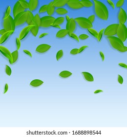 Falling green leaves. Fresh tea chaotic leaves flying. Spring foliage dancing on blue sky background. Admirable summer overlay template. Unusual spring sale vector illustration.
