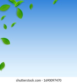 Cae hojas verdes. Salsas caóticas de té fresco volando. Follaje de primavera bailando sobre fondo azul del cielo. Plantilla de superposición de verano real. Increíble ilustración vectorial de venta de resorte.