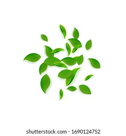 Falling green leaves. Fresh tea chaotic leaves flying. Spring foliage dancing on white background. Actual summer overlay template. Unique spring sale vector illustration.