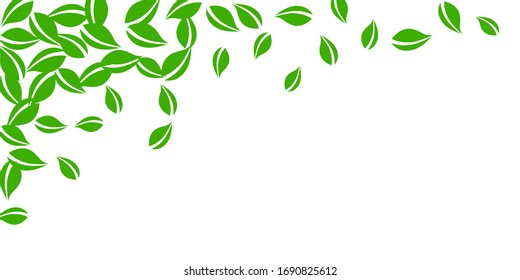 Falling green leaves. Fresh tea neat leaves flying. Spring foliage dancing on white background. Amazing summer overlay template. Majestic spring sale vector illustration.