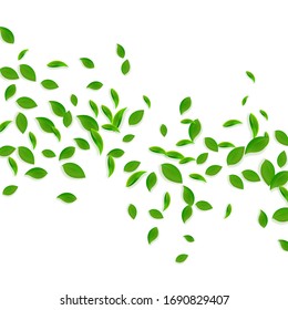 Falling green leaves. Fresh tea chaotic leaves flying. Spring foliage dancing on white background. Admirable summer overlay template. Symmetrical spring sale vector illustration.