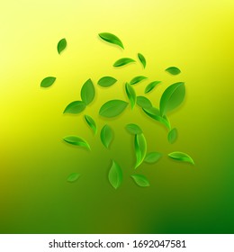 Cae hojas verdes. Salsas caóticas de té fresco volando. Follaje de primavera bailando sobre fondo verde amarillo. Plantilla de superposición de verano real. Ilustración vectorial de venta con resorte.