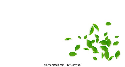 Falling green leaves. Fresh tea chaotic leaves flying. Spring foliage dancing on yellow green background. Alluring summer overlay template. Worthy spring sale vector illustration.