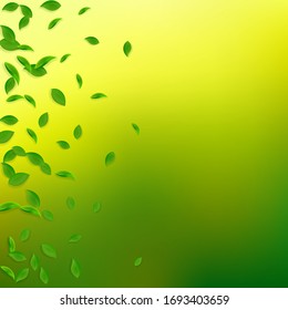 Falling green leaves. Fresh tea chaotic leaves flying. Spring foliage dancing on yellow green background. Alive summer overlay template. Fine spring sale vector illustration.