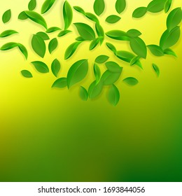 Falling green leaves. Fresh tea chaotic leaves flying. Spring foliage dancing on yellow green background. Alive summer overlay template. Unequaled spring sale vector illustration.