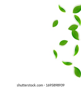 Falling green leaves. Fresh tea neat leaves flying. Spring foliage dancing on white background. Alive summer overlay template. Imaginative spring sale vector illustration.