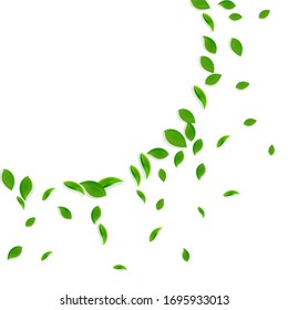 Falling green leaves. Fresh tea chaotic leaves flying. Spring foliage dancing on white background. Actual summer overlay template. Brilliant spring sale vector illustration.