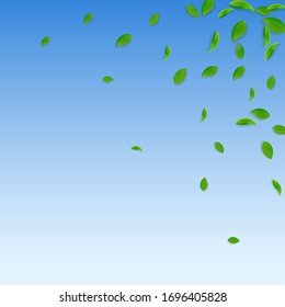 Falling green leaves. Fresh tea chaotic leaves flying. Spring foliage dancing on blue sky background. Actual summer overlay template. Gorgeous spring sale vector illustration.
