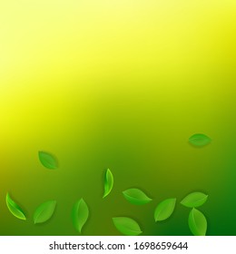 Falling green leaves. Fresh tea neat leaves flying. Spring foliage dancing on yellow green background. Alive summer overlay template. Dazzling spring sale vector illustration.